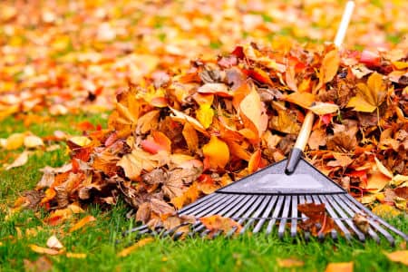 Yard Clean-Ups